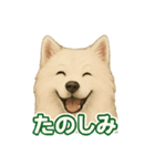 推しワン★サモエド ～届けたい温もり～（個別スタンプ：31）