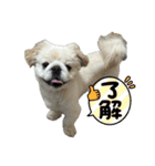 ぼく、どんべえ！！！（個別スタンプ：1）
