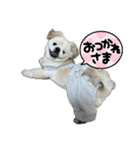ぼく、どんべえ！！！（個別スタンプ：3）