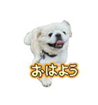 ぼく、どんべえ！！！（個別スタンプ：4）