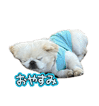 ぼく、どんべえ！！！（個別スタンプ：5）