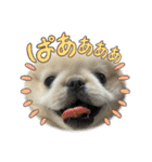 ぼく、どんべえ！！！（個別スタンプ：14）