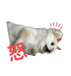 ぼく、どんべえ！！！（個別スタンプ：15）
