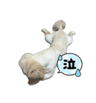 ぼく、どんべえ！！！（個別スタンプ：16）