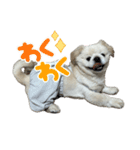 ぼく、どんべえ！！！（個別スタンプ：30）