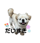 ぼく、どんべえ！！！（個別スタンプ：33）