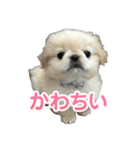ぼく、どんべえ！！！（個別スタンプ：34）