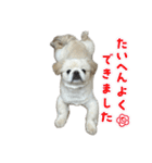 ぼく、どんべえ！！！（個別スタンプ：37）
