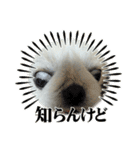 ぼく、どんべえ！！！（個別スタンプ：40）