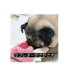 パグのうめちゃん！4（個別スタンプ：14）