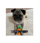 パグのうめちゃん！4（個別スタンプ：15）