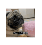 パグのうめちゃん！4（個別スタンプ：18）