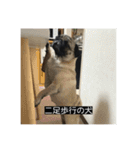パグのうめちゃん！4（個別スタンプ：20）