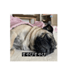 パグのうめちゃん！4（個別スタンプ：22）