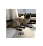 パグのうめちゃん！4（個別スタンプ：27）