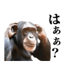煽り☆チンパンジー 5（個別スタンプ：2）