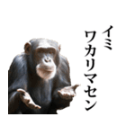 煽り☆チンパンジー 5（個別スタンプ：28）