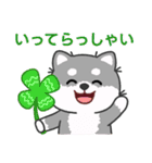 灰色柴犬マランちゃん～毎日が楽しい！（個別スタンプ：13）