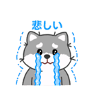 灰色柴犬マランちゃん～毎日が楽しい！（個別スタンプ：22）