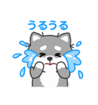 灰色柴犬マランちゃん～毎日が楽しい！（個別スタンプ：25）