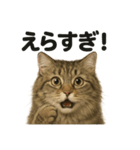 【褒め上手】リアル可愛いサイベリアン（個別スタンプ：1）