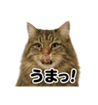 【褒め上手】リアル可愛いサイベリアン（個別スタンプ：6）