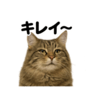 【褒め上手】リアル可愛いサイベリアン（個別スタンプ：7）