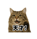 【褒め上手】リアル可愛いサイベリアン（個別スタンプ：8）