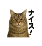 【褒め上手】リアル可愛いサイベリアン（個別スタンプ：12）