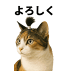 ちょんまげ猫の日常スタンプ。BIGなネコ（個別スタンプ：1）