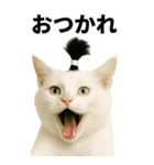 ちょんまげ猫の日常スタンプ。BIGなネコ（個別スタンプ：2）