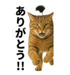 ちょんまげ猫の日常スタンプ。BIGなネコ（個別スタンプ：4）