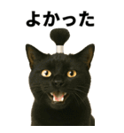 ちょんまげ猫の日常スタンプ。BIGなネコ（個別スタンプ：7）