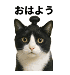 ちょんまげ猫の日常スタンプ。BIGなネコ（個別スタンプ：10）