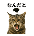 ちょんまげ猫の日常スタンプ。BIGなネコ（個別スタンプ：11）