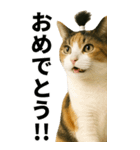 ちょんまげ猫の日常スタンプ。BIGなネコ（個別スタンプ：12）