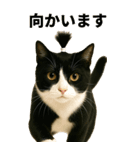 ちょんまげ猫の日常スタンプ。BIGなネコ（個別スタンプ：13）