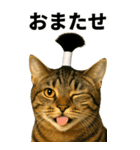 ちょんまげ猫の日常スタンプ。BIGなネコ（個別スタンプ：14）