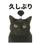 ちょんまげ猫の日常スタンプ。BIGなネコ（個別スタンプ：15）