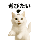 ちょんまげ猫の日常スタンプ。BIGなネコ（個別スタンプ：16）