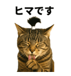 ちょんまげ猫の日常スタンプ。BIGなネコ（個別スタンプ：17）