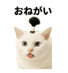 ちょんまげ猫の日常スタンプ。BIGなネコ（個別スタンプ：20）