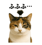 ちょんまげ猫の日常スタンプ。BIGなネコ（個別スタンプ：22）