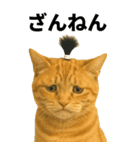 ちょんまげ猫の日常スタンプ。BIGなネコ（個別スタンプ：23）