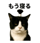 ちょんまげ猫の日常スタンプ。BIGなネコ（個別スタンプ：24）