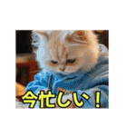 ほんわか動物の毎日スタンプ（個別スタンプ：13）