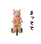 お猫様の吹き出しスタンプ4（個別スタンプ：11）