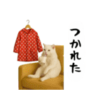 お猫様の吹き出しスタンプ4（個別スタンプ：13）