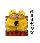 お猫様の吹き出しスタンプ4（個別スタンプ：16）