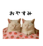 お猫様の吹き出しスタンプ4（個別スタンプ：26）
